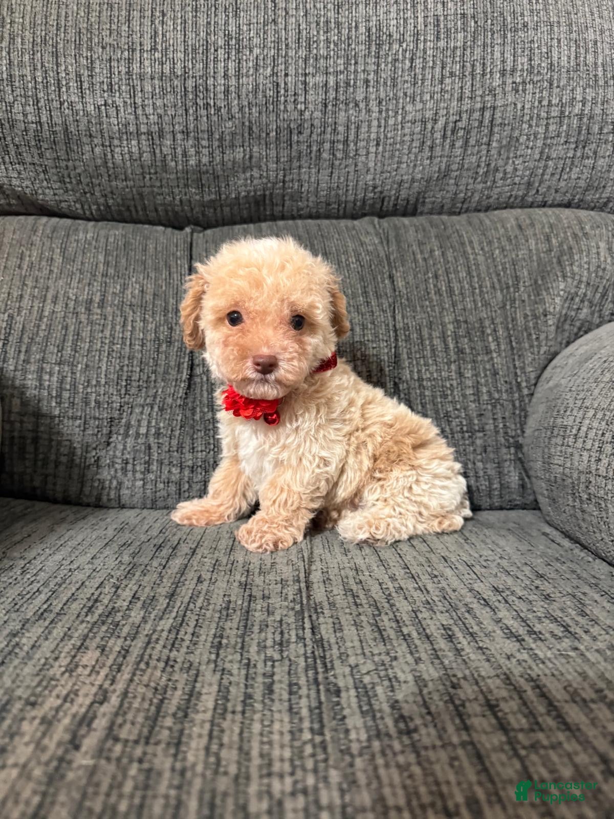 Toy Poodle dogs for sale: Toy Poodle 1 - Ad 2