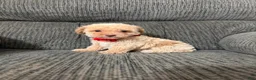 Toy Poodle dogs for sale: Toy Poodle 1 - Ad 1