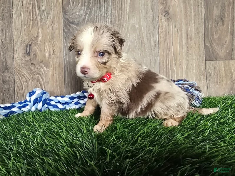 Toy Australian Shepherd dogs Boy 5 - Ad 1