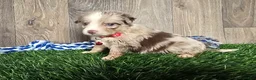 Toy Australian Shepherd dogs for sale: Boy 5 - Ad 1