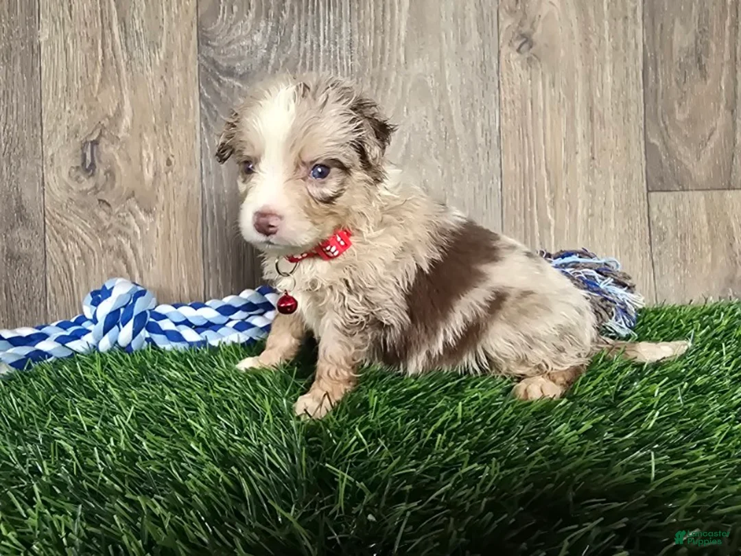 Toy Australian Shepherd dogs for sale: Boy 5 - Ad 1