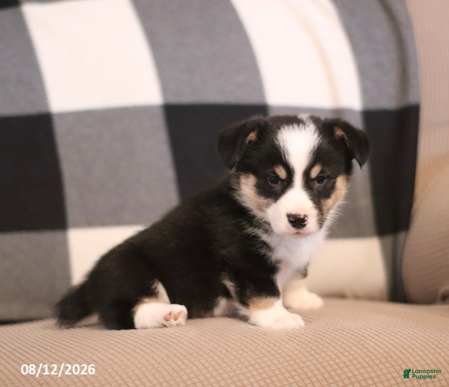 Welsh Corgi Pembroke dogs Petey - Ad 2