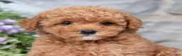Havapoo dogs for sale: Anya  - Ad 3