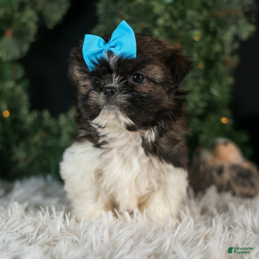 Shih Tzu dogs for sale: ROSCOE - Ad 3