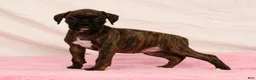 Boxer dogs for sale: Shadow - Ad 4