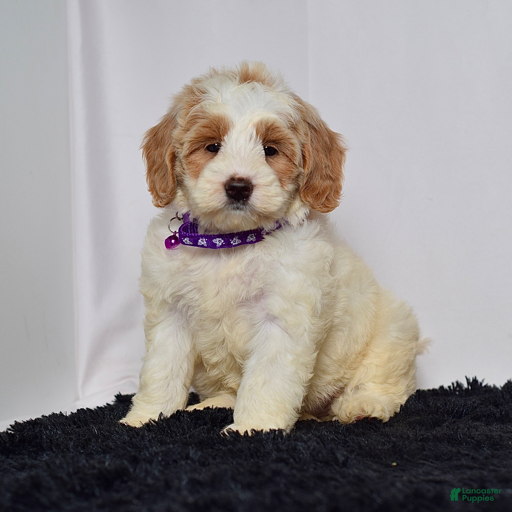 Mini Goldendoodle dogs Ms. Maddie - Ad 1
