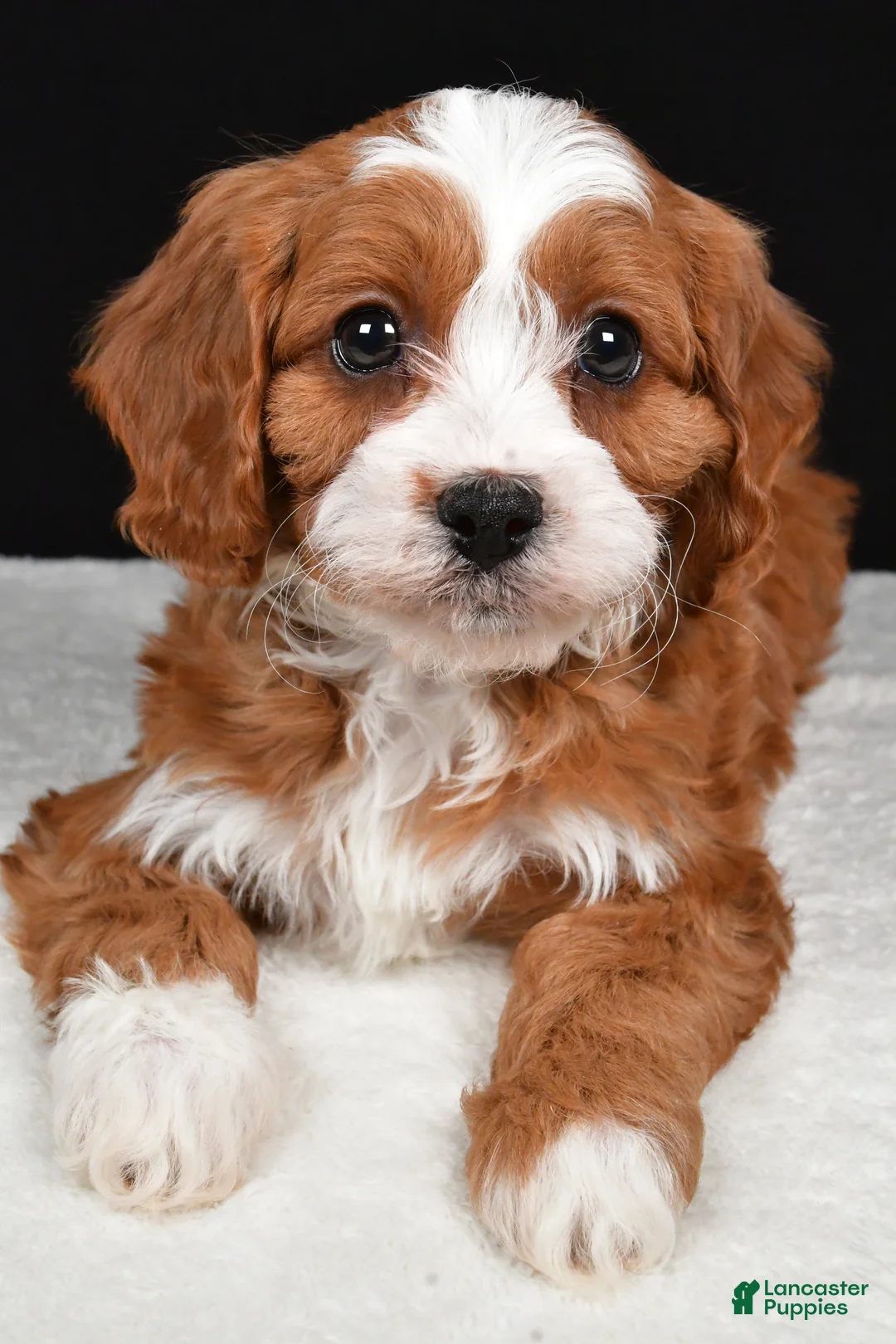Cavapoo dogs for sale: Kenny - Ad 6
