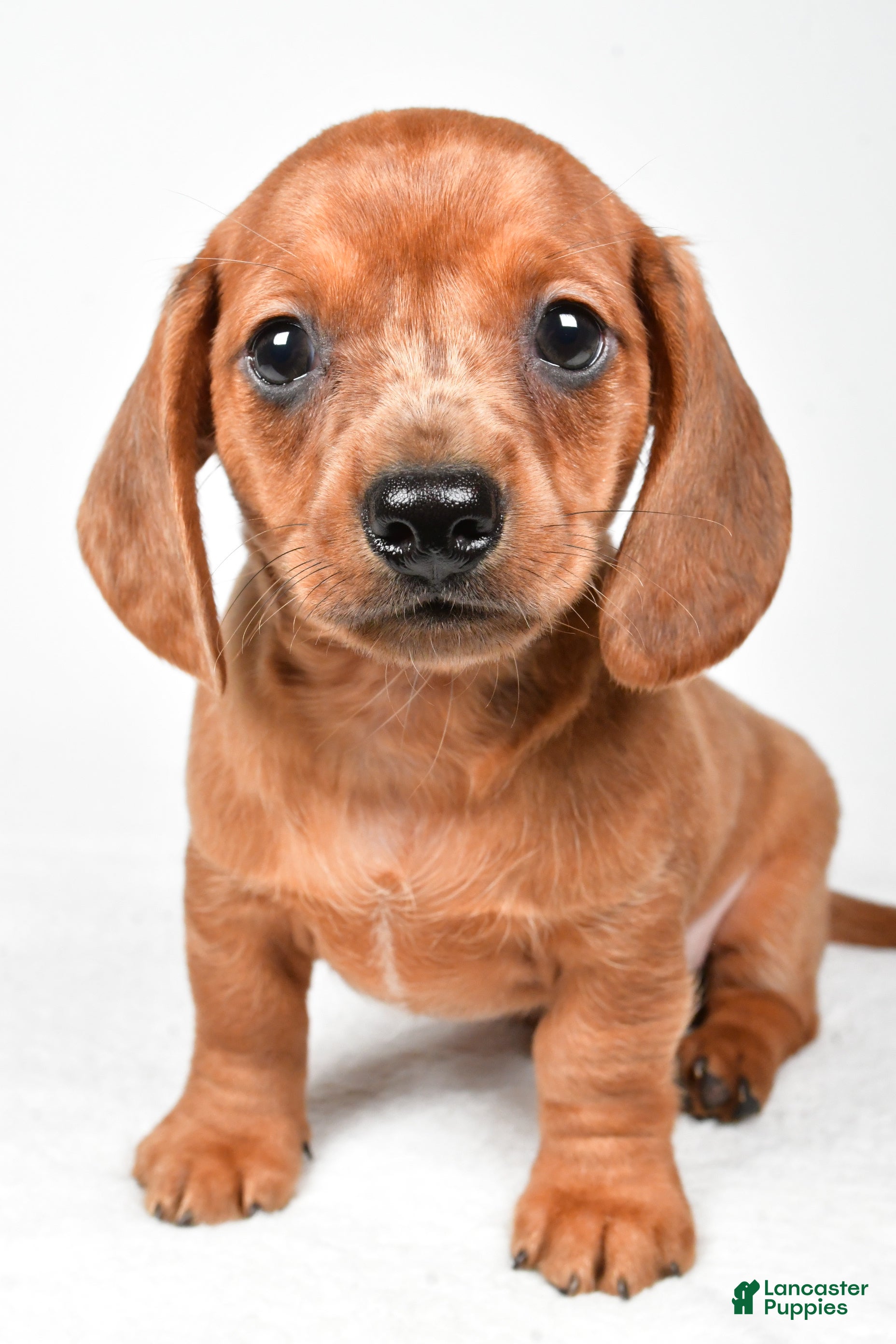 Dachshund dogs Dallas - Ad 2