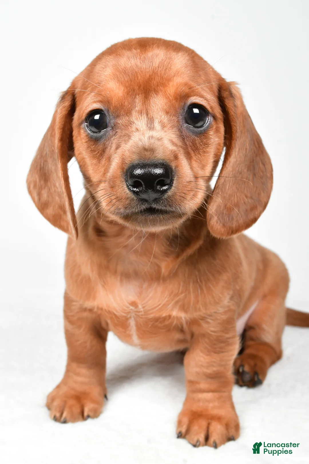 Dachshund dogs for sale: Dallas - Ad 2