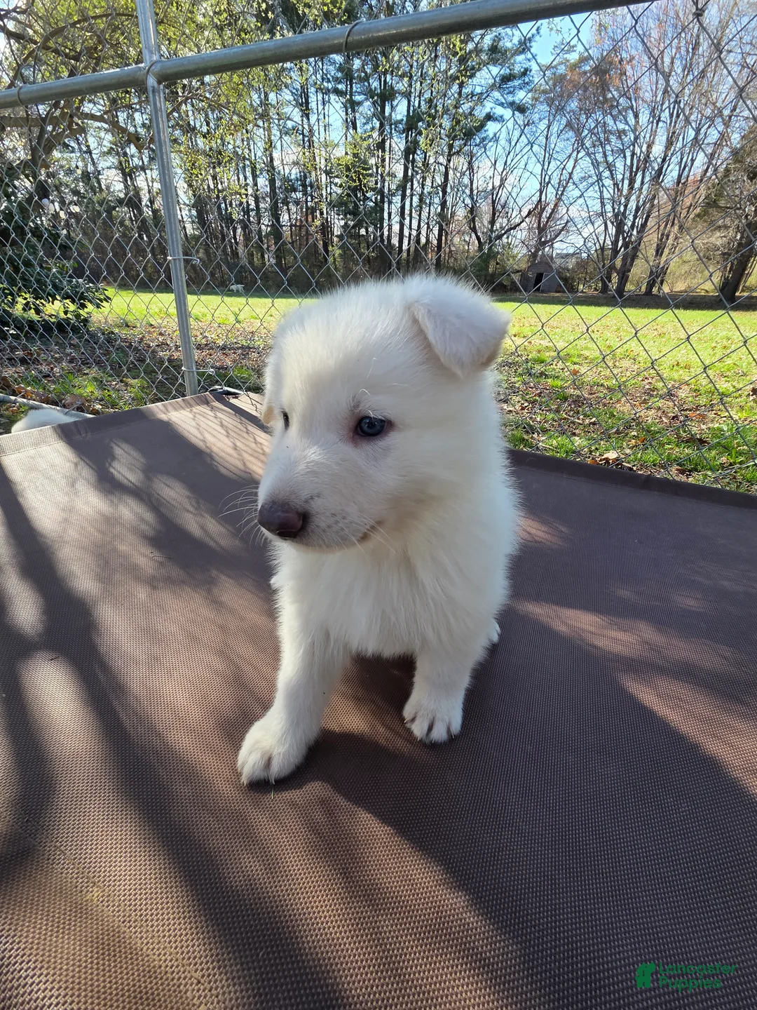 German Shepherd dogs for sale: White German Shepherd Puppy - Pink - Ad 15