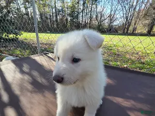 German Shepherd dogs White German Shepherd Puppy - Orange - Ad 29