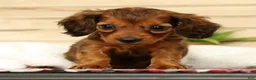 Miniature Dachshund dogs for sale: Gizmo - Ad 5