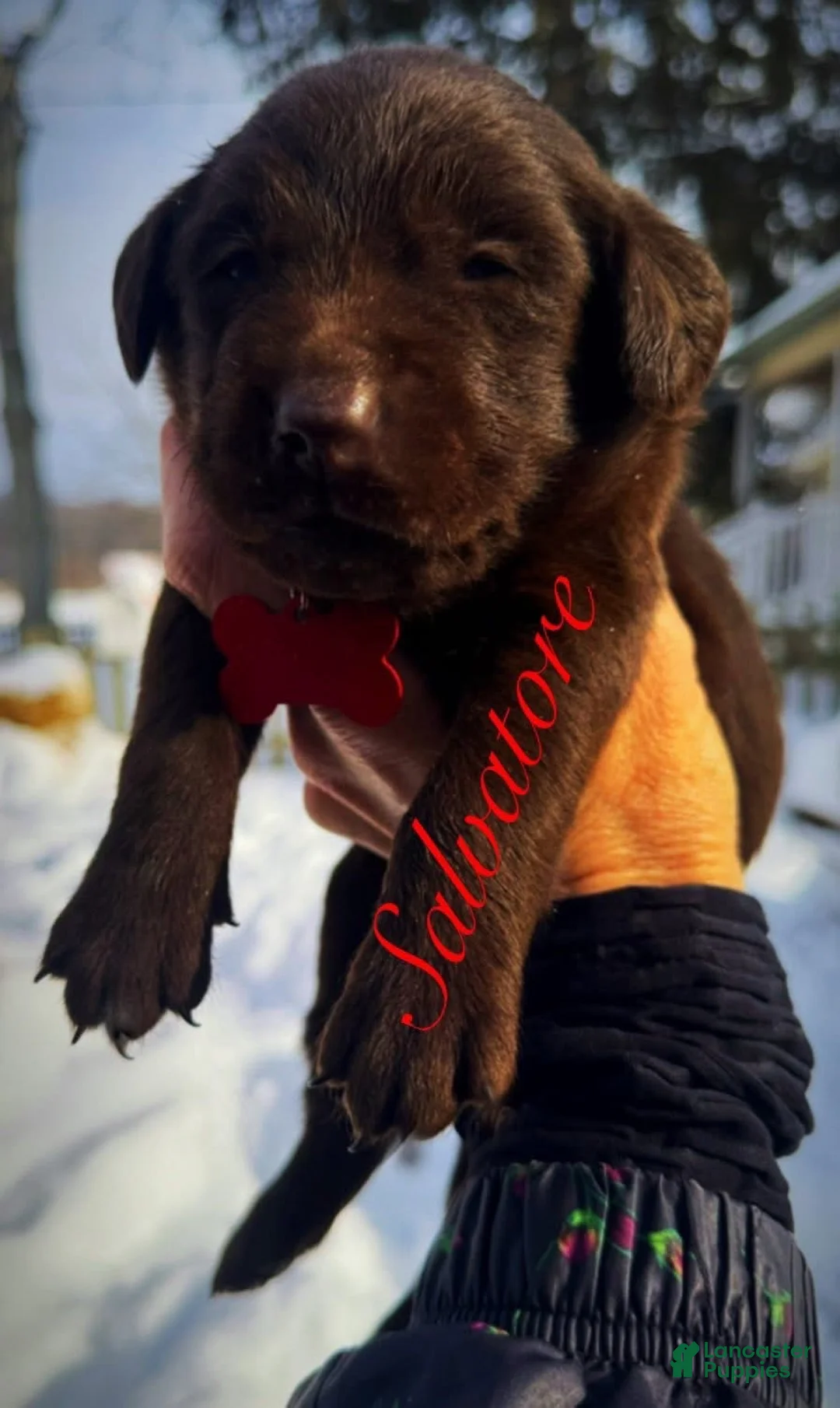 Labrador Retriever dogs for sale: Sal - Ad 8