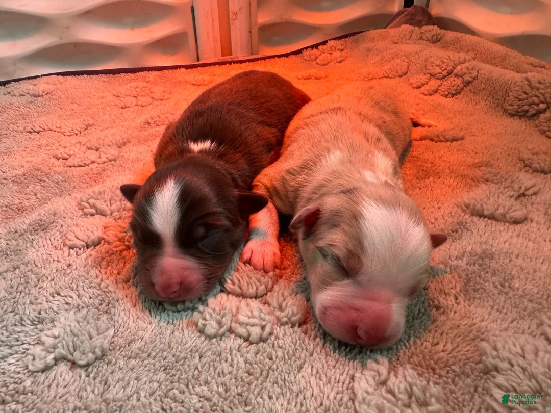 Australian Shepherd dogs for sale: Australian Shepherd 2 - Ad 12