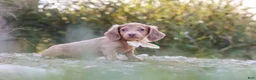 Dachshund dogs for sale: Amelia - Ad 8