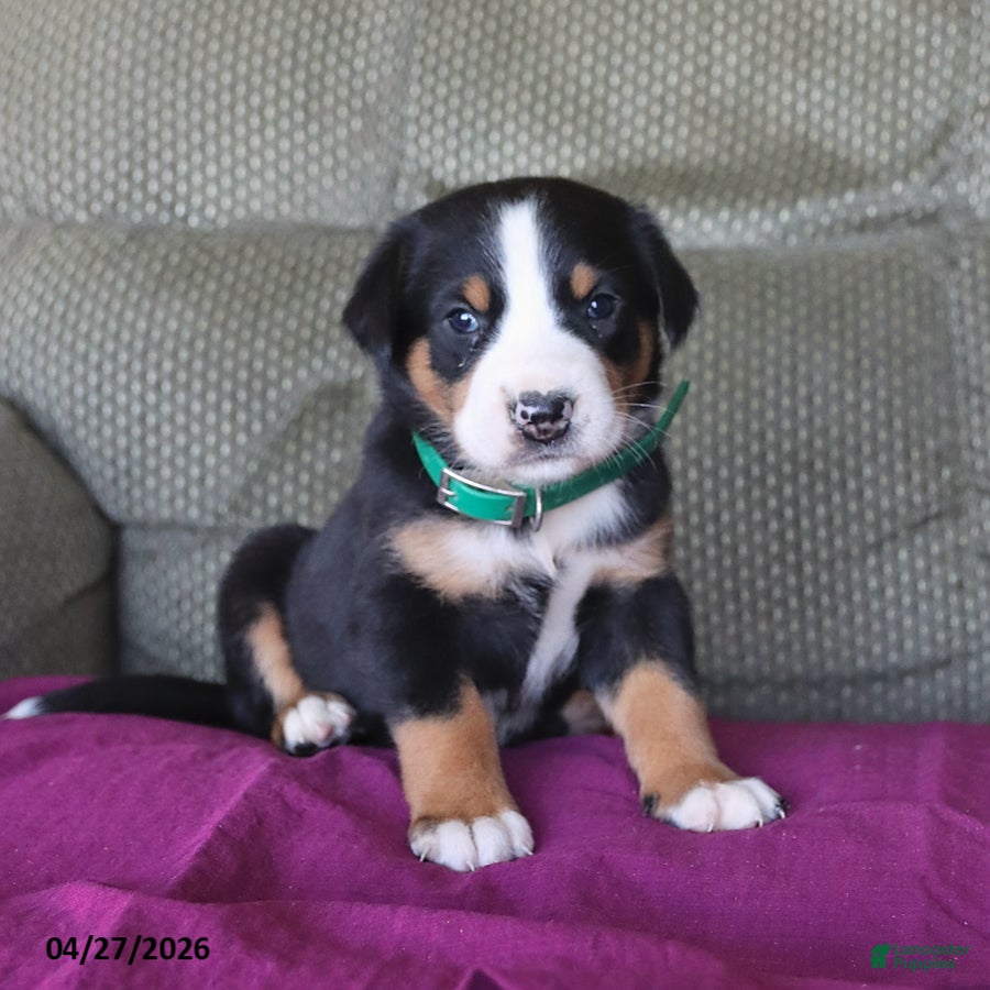 Greater Swiss Mountain Dog dogs Cleo - Ad 1