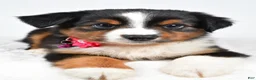 Miniature Australian Shepherd dogs for sale: Annie  - Ad 8