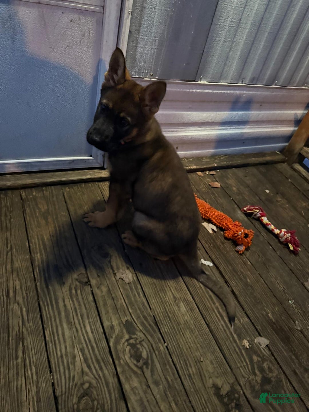 German Shepherd dogs for sale: German Shepherd Puppy 1 - Ad 6