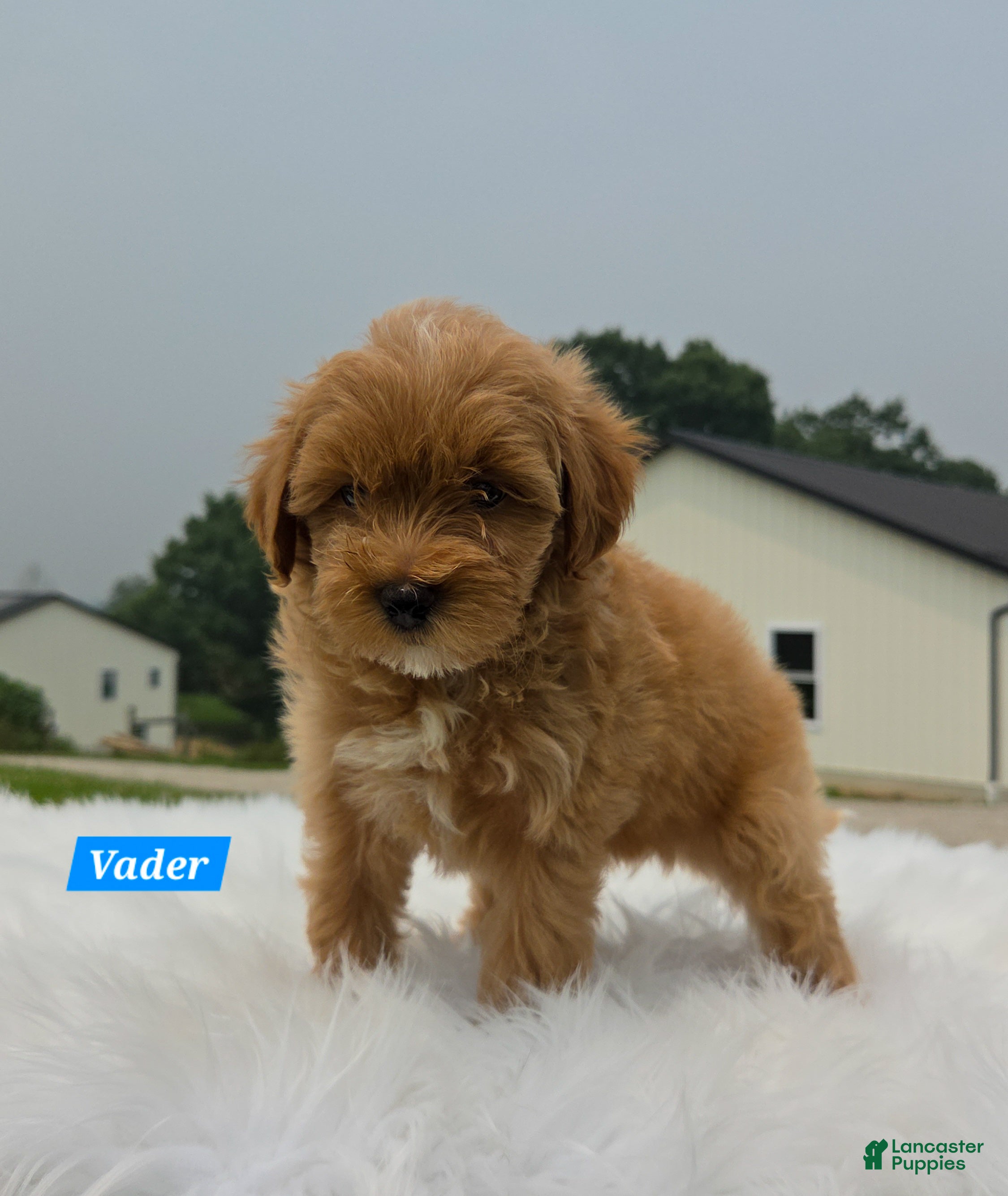 Maltipoo dogs Vader - Ad 2