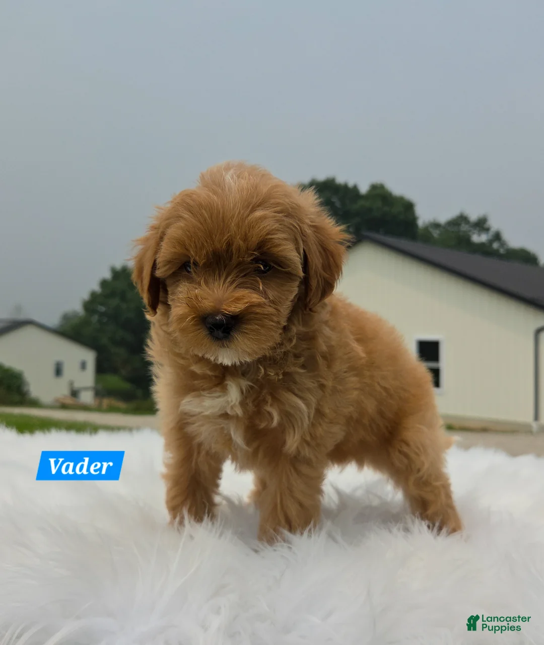 Maltipoo dogs for sale: Vader - Ad 2