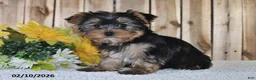 Yorkshire Terrier dogs for sale: Janice - Ad 2
