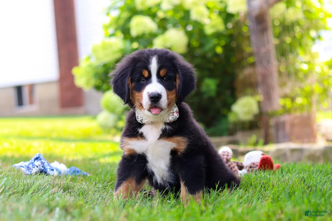 Bernese Mountain Dog dogs for sale: Willow - Ad 1