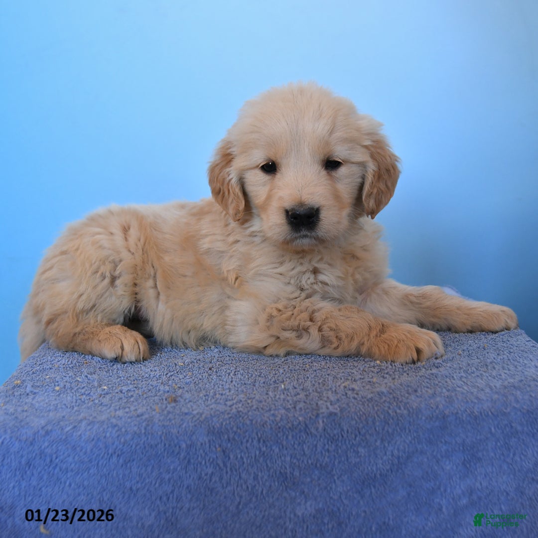 Golden Retriever dogs for sale: Otis - Ad 1