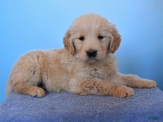 Golden Retriever dogs for sale: Otis - Ad 2