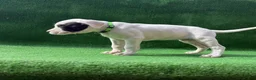 Dogo Argentino dogs for sale: Green - Ad 1