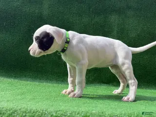Dogo Argentino dogs for sale: Green - Ad 2