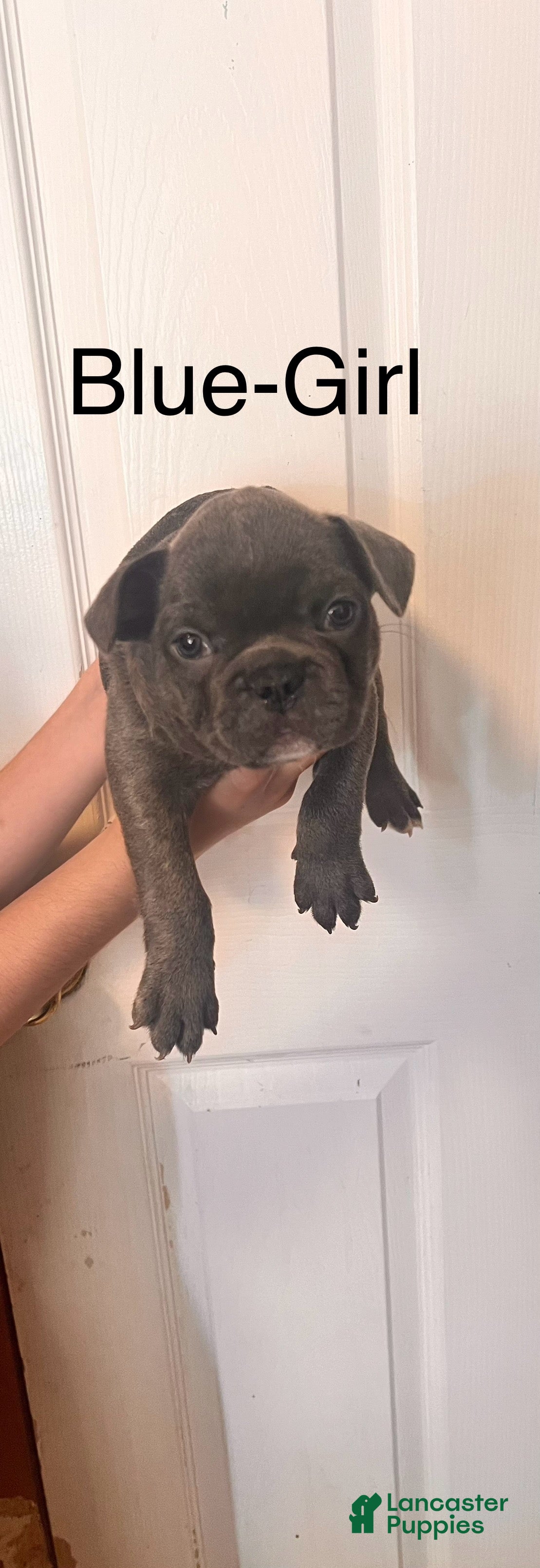 French Bulldog dogs French Bulldog 3 - Ad 25
