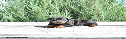 Doberman Pinscher dogs for sale: Athena - Ad 2