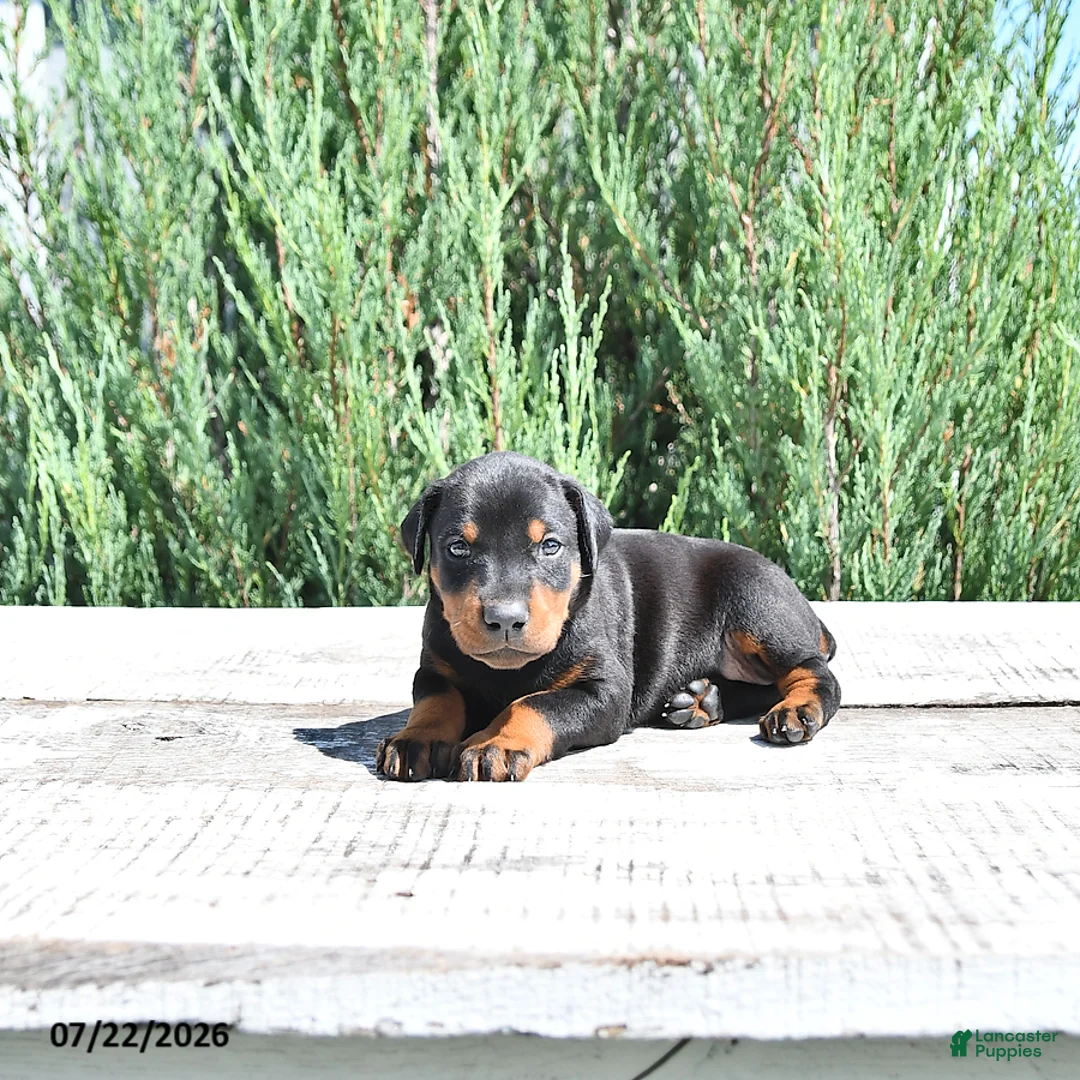 Doberman Pinscher dogs for sale: Athena - Ad 2