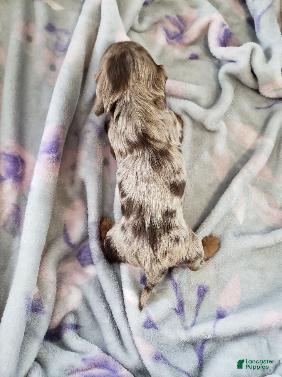 Miniature Dachshund dogs Denver - Ad 2