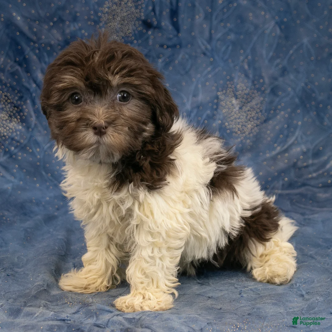 Havanese dogs for sale: Willow - Ad 2