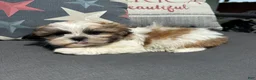 Teddy Bear dogs for sale: Stew - Ad 5