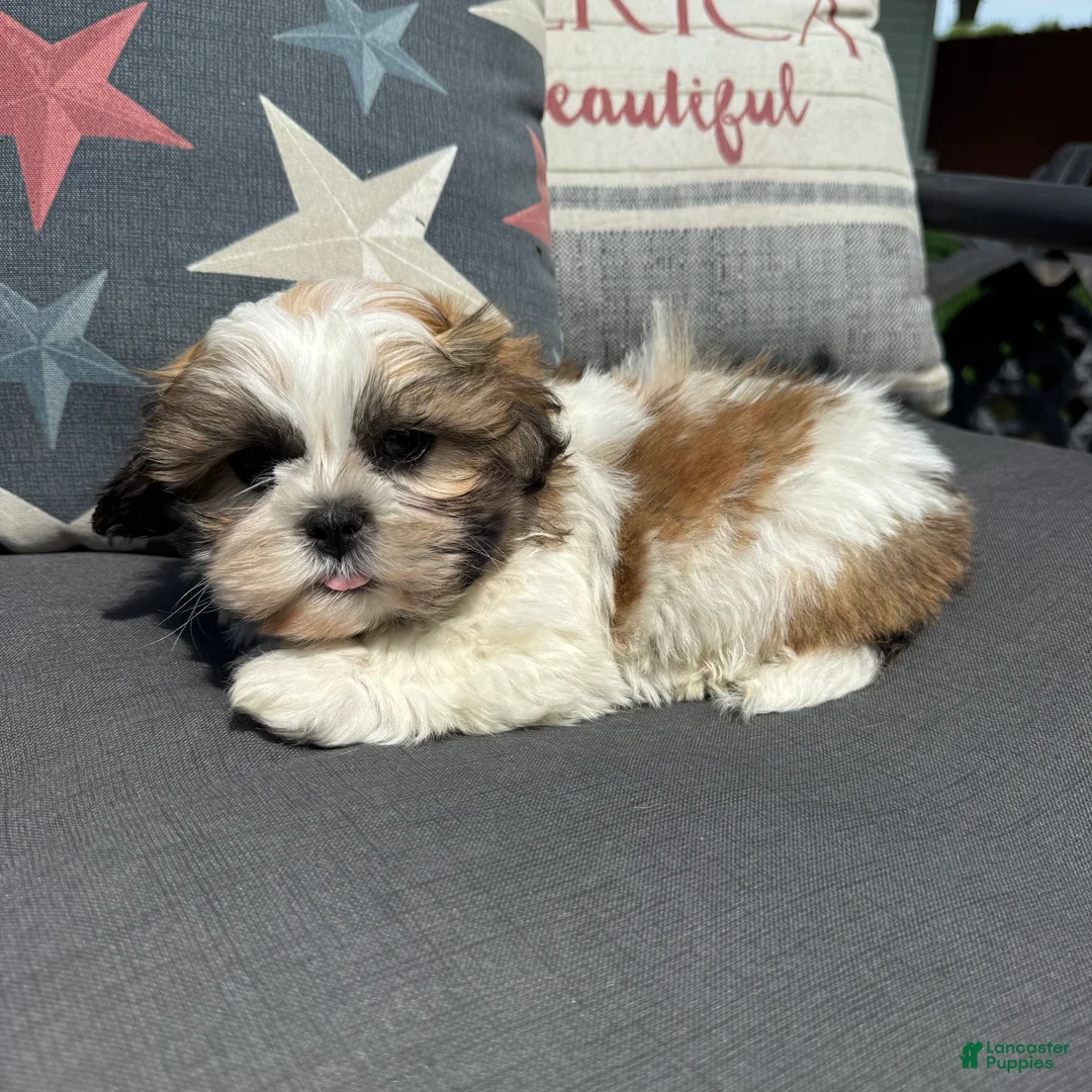 Teddy Bear dogs for sale: Stew - Ad 5