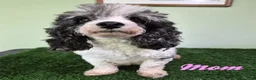 Miniature Poodle dogs for sale: Chevelle - Ad 9