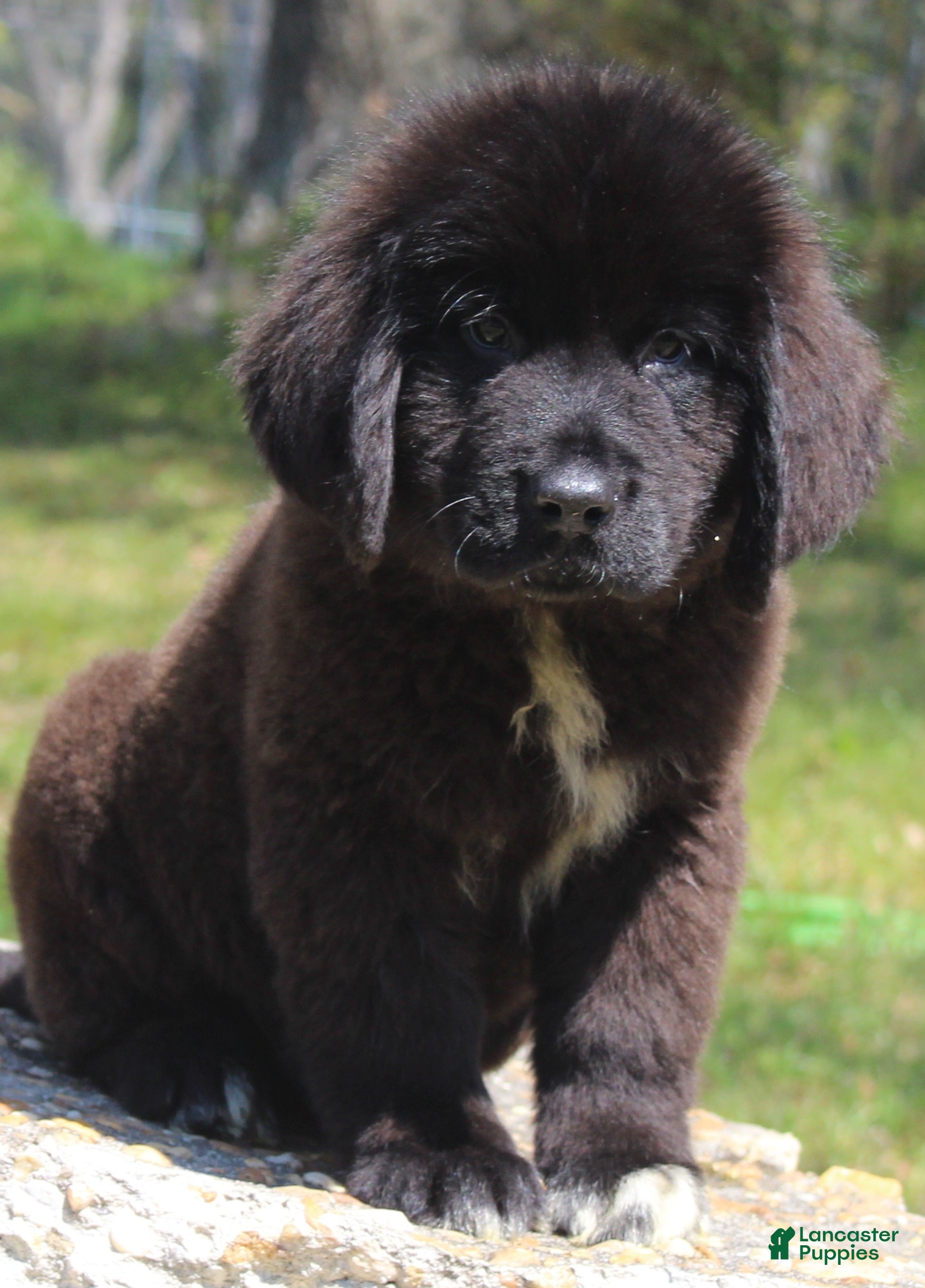 Newfoundland dogs Harry - Ad 2