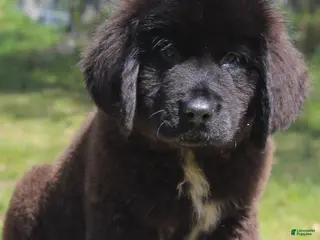 Newfoundland dogs Harry - Ad 1