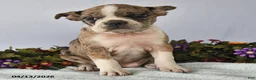 Frenchton dogs for sale: Pearl - Ad 3
