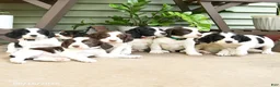 English Springer Spaniel dogs for sale: Lancing - Ad 5