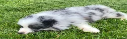 Mixed Breed dogs for sale: Max - Ad 4