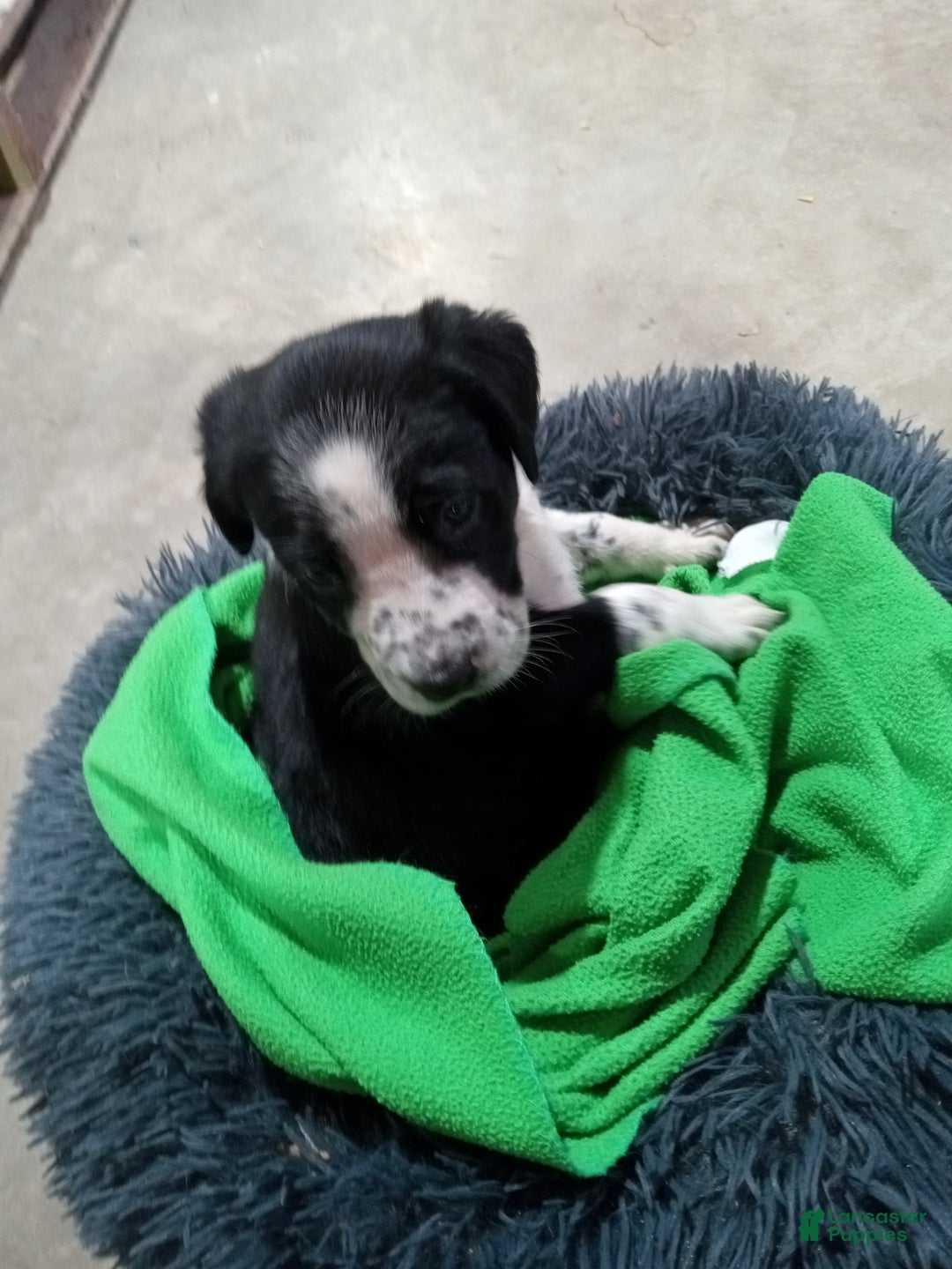 Mixed Breed dogs for sale: Dora - Ad 4