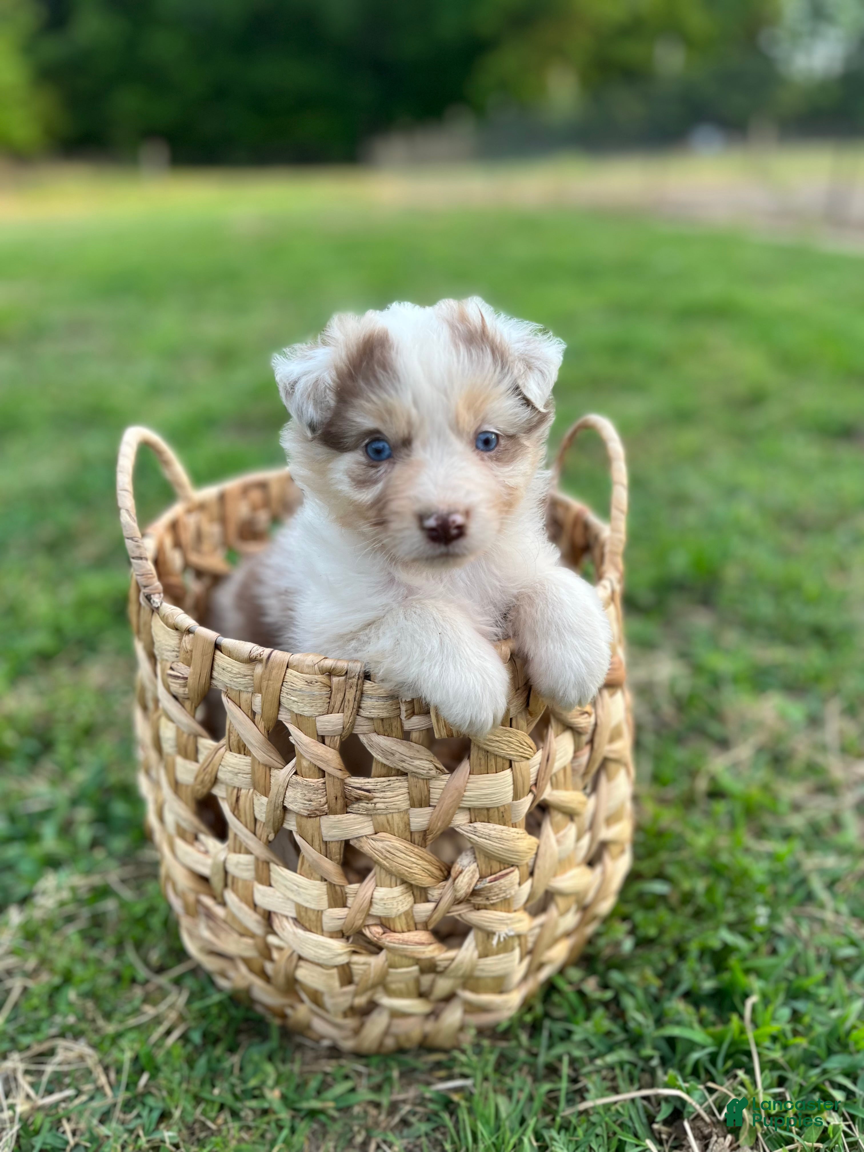 Australian Shepherd dogs Little Red - Ad 2