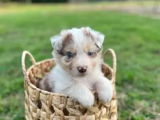 Australian Shepherd dogs Little Red - Ad 2