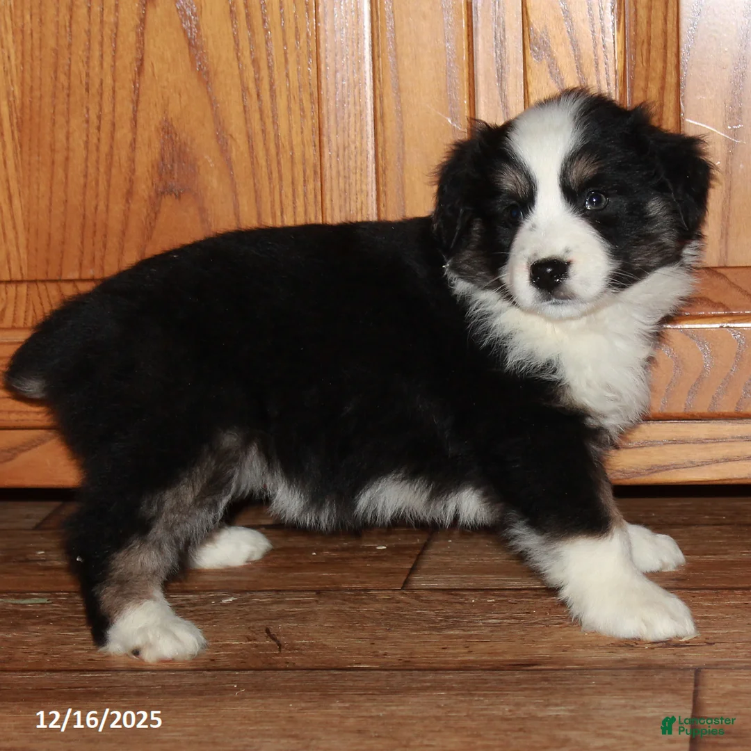 Australian Shepherd dogs for sale: Jackie - Ad 2
