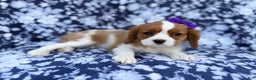 Cavalier King Charles Spaniel dogs for sale: Snowflake  - Ad 3