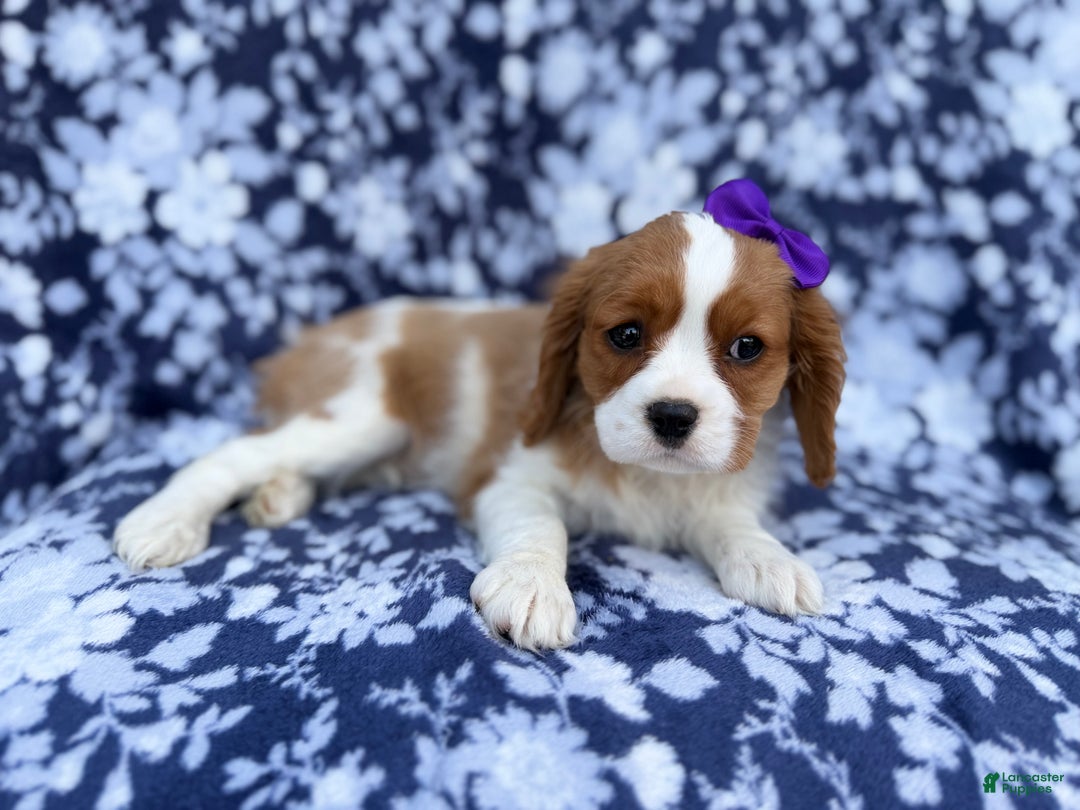 Cavalier King Charles Spaniel dogs for sale: Snowflake  - Ad 3