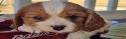 Cavalier King Charles Spaniel dogs for sale: Dillon - Ad 10